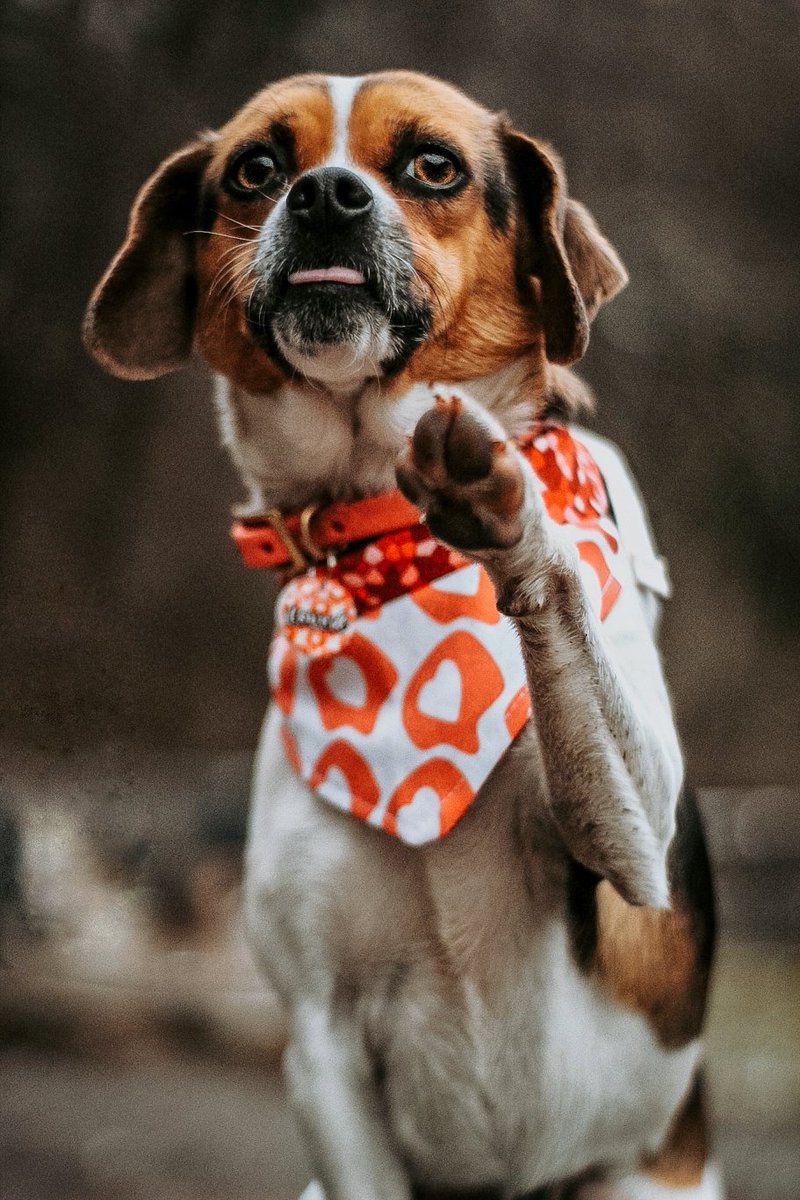 Appalachian Paws tweet media