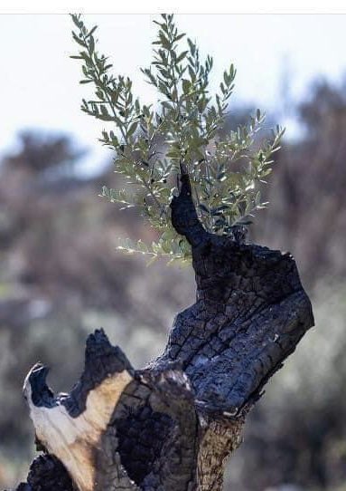 Good morning everyone!
You maybe burned down, your branches maybe cut and many may consider you dead.

Even at this moment, you should start a new branch like this olive tree.

Because you are still alive, you can and you must..