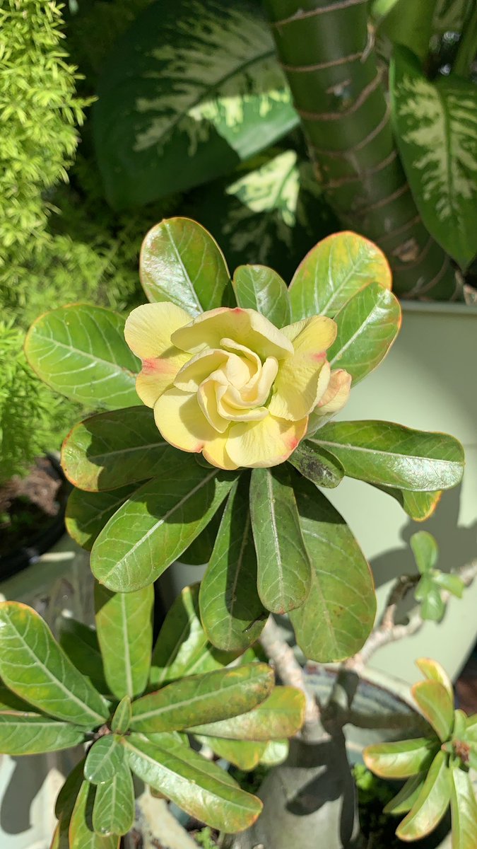 SalePaLaCalle's tweet image. Life is Beautiful‼️#LaVidaEsBella no vale la pena tanto tiqui-tiqui #justonelife