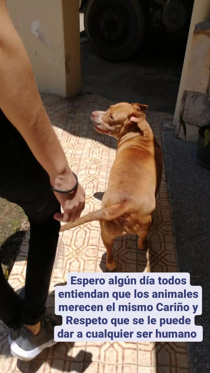 Danielarcc26's tweet photo. Entendamos que los animales también sienten, cuidemos de ellos y entreguen todo su amor y cariño❤️ https://t.co/soqp3h7alZ