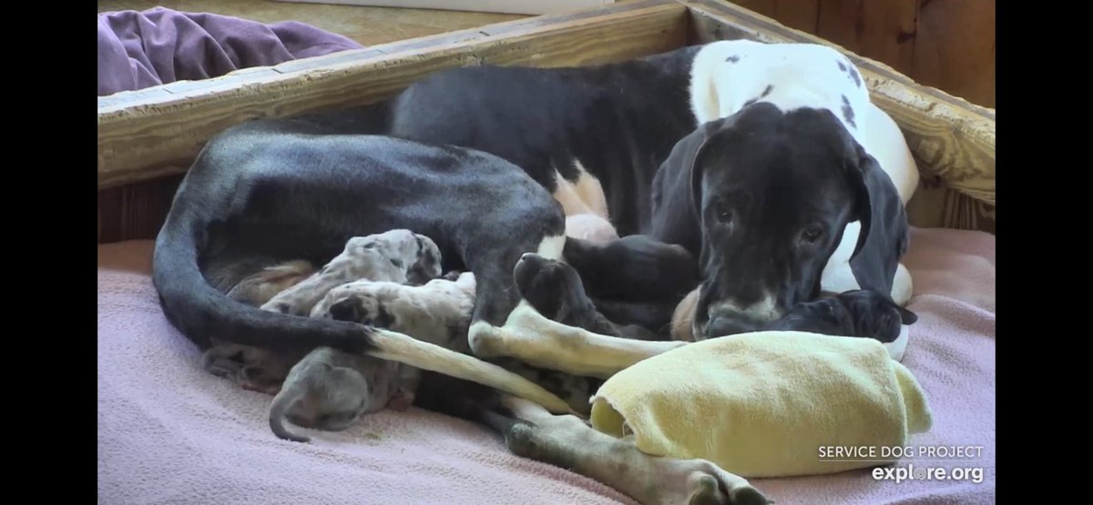 Bianca had 10 beautiful puppies!! 
@servicedogproject @dogblessyou #exploreorg #servicedogproject #dogblessyou 
#servicedog #servicedogs #greatdaneservicedog #greatdane #greatdanesh
#balance #balanceandmobility #balancedog #greatdanesofinstagram #gteatdanesofig#greatdanelove