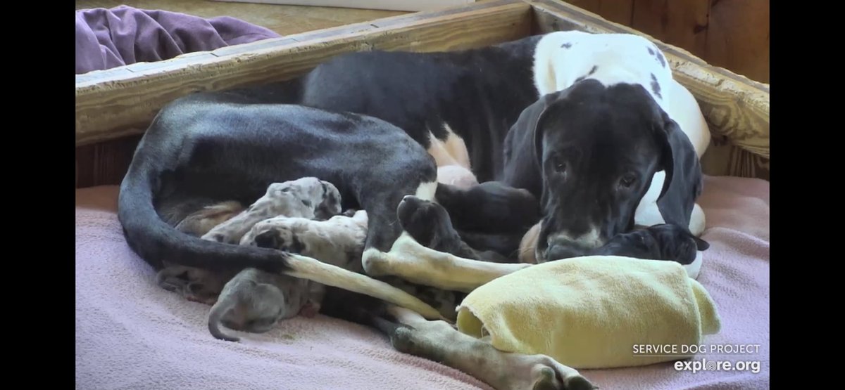 Bianca had 10 beautiful puppies!! @servicedogproject @dogblessyou #exploreorg #servicedogproject #dogblessyou  #servicedog #servicedogs #greatdaneservicedog #greatdane #greatdanesh #balance #balanceandmobility #balancedog #greatdanesofinstagram #gteatdanesofig#greatdanelove