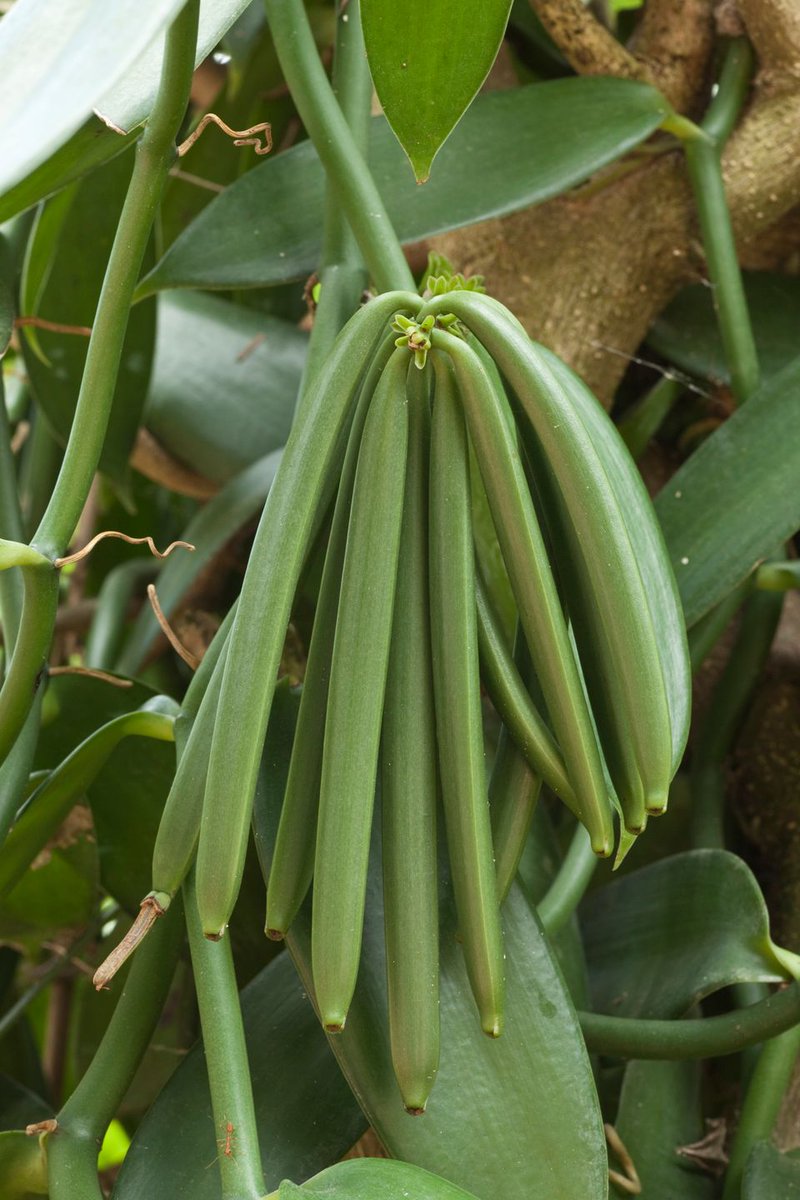 Vanilla plants. Ваниль (v. planifolia. Vanilla planifolia Andrews. Плод Ванилла.