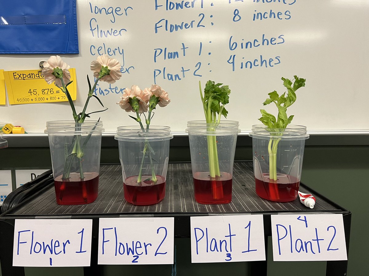 We are rocking our science fair project this week!! #learningisfun #2ndgraderocks #HumbleISD_BBE