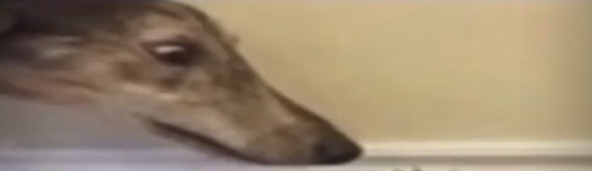 ͏ ͏ ͏ ͏ ͏ ͏ ͏ ͏Gose tweet media