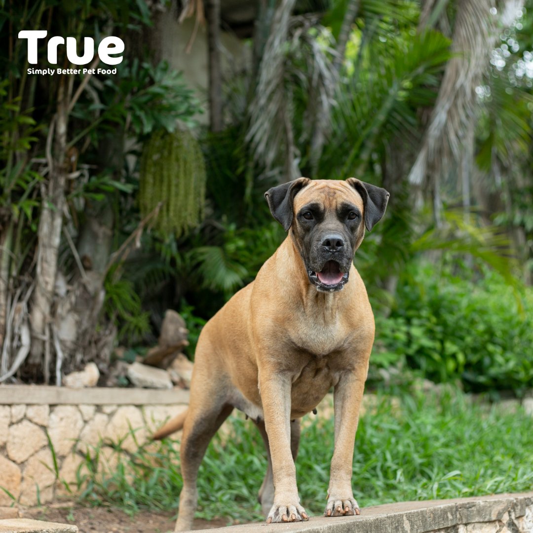 truepetfoods_'s tweet photo. The Friday vibes are strong! 

#TGIF #fridayvibes #fridaymood😎 #afridayfitrue #truedogs #truevibes #youcanhangwithus https://t.co/OsGiWYooh1