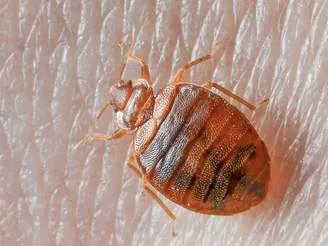 PestWorld's tweet image. Heading out for #SpringBreak? Be sure to check for #BedBugs! Small reddish-brown fecal spots on mattresses, upholstery or walls could indicate a #BedBugInfestation. Check out this #PestGuide to learn more about this #pest. #SpringBreak2022 buff.ly/2Hkp26t