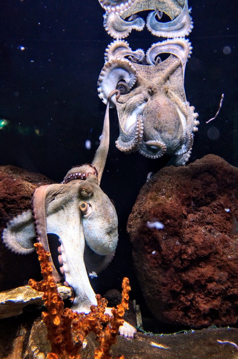 GoStyleList's tweet photo. Octopuses come in various sizes. The normal (Octopus vulgaris) is 12 to 36 inches (30.5 to 91.4 centimeters) long and gauges 6.6 to 22 lbs. (3 to 10 kilograms).

#octopuses #octopusesgarden #octopusesofinstagram #fishofinstagram #mythologicalcreatures #fishesofinstagram https://t.co/T0wbt3IciD