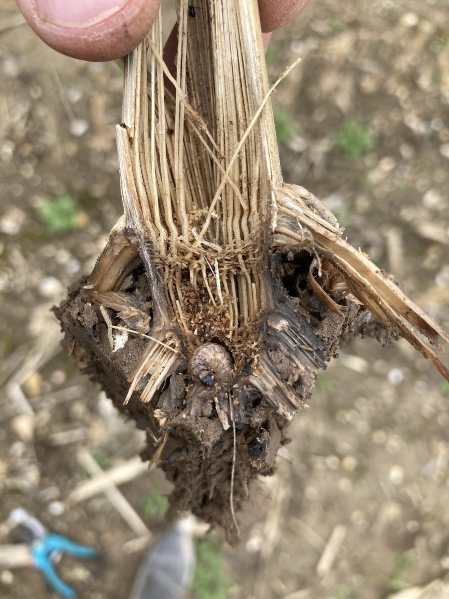 JeremyS_FMC's tweet photo. Bio-indicateur ? 🐛🦅
Ce que je constate depuis un moment se confirme aujourd’hui : si les cannes de maïs ont été visitées par des coups de becs de #corvidés, c’est qu’il y traine (traînait) une certaine quantité de larves de #pyrales du #maïs ❗️
#Cornlovers 🌽 https://t.co/zXVONNOhp4