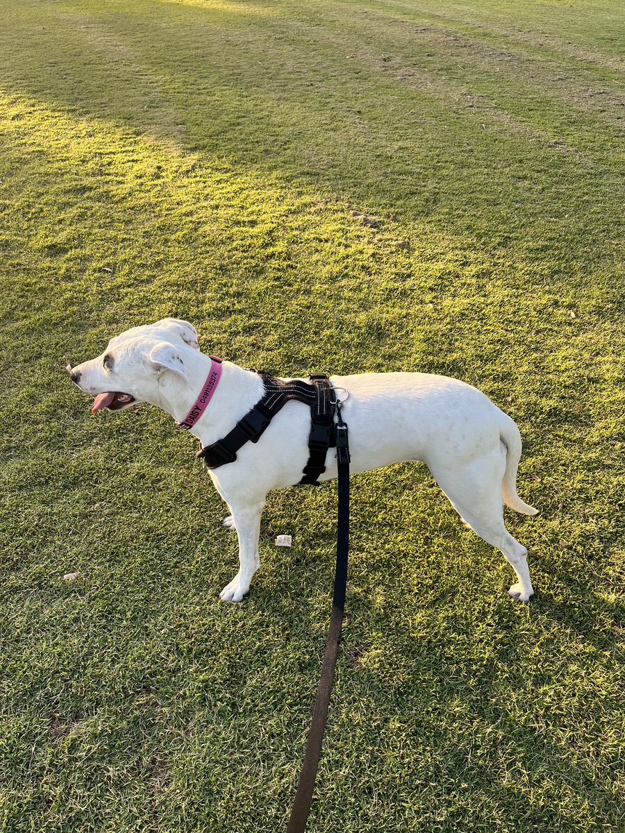 DaisyDog tweet media