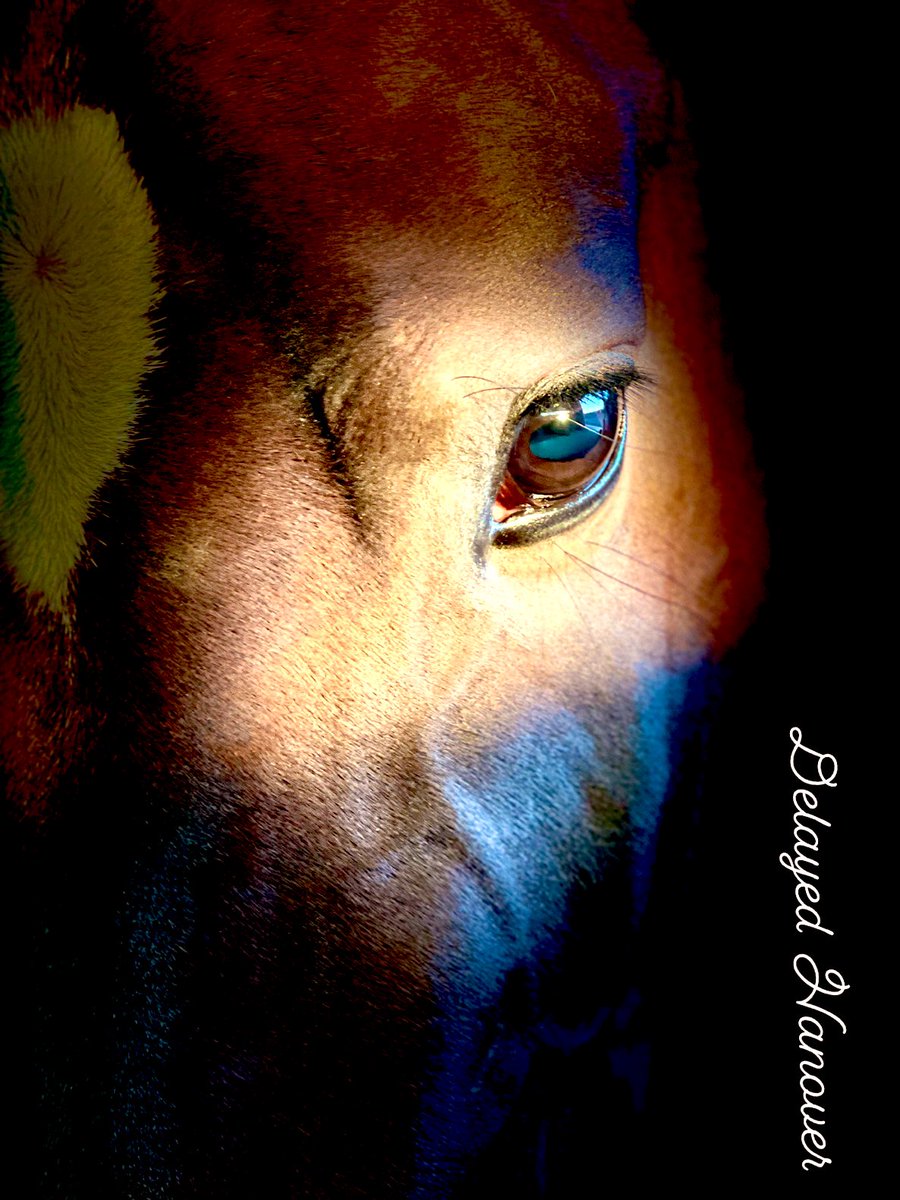 StableSvanstedt's tweet photo. 👁 is a window to their soul ❤️ #DelayedHanover✨ https://t.co/0xE1yeOCrq
