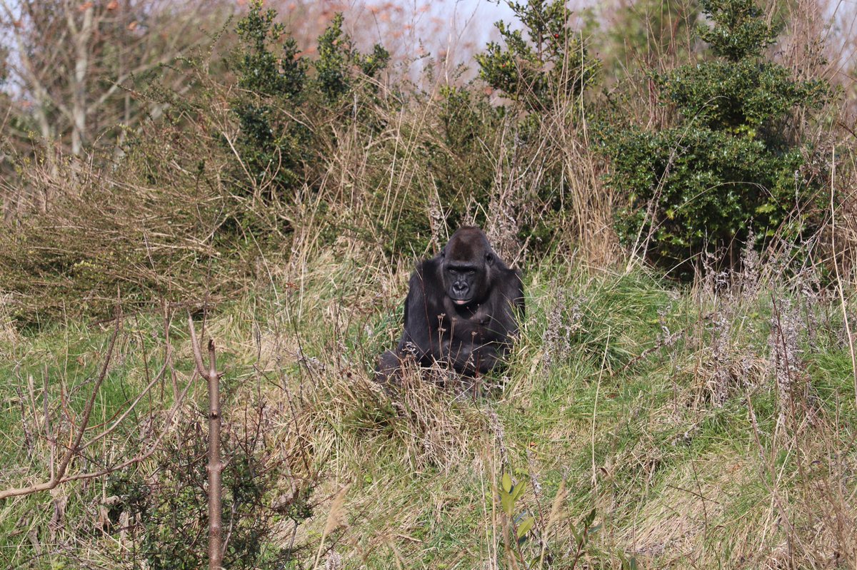 EileenGarvey18's tweet photo. This day last week was enjoying a wander around @DublinZoo 🦒🐘🐅 https://t.co/El9SN7H2lI