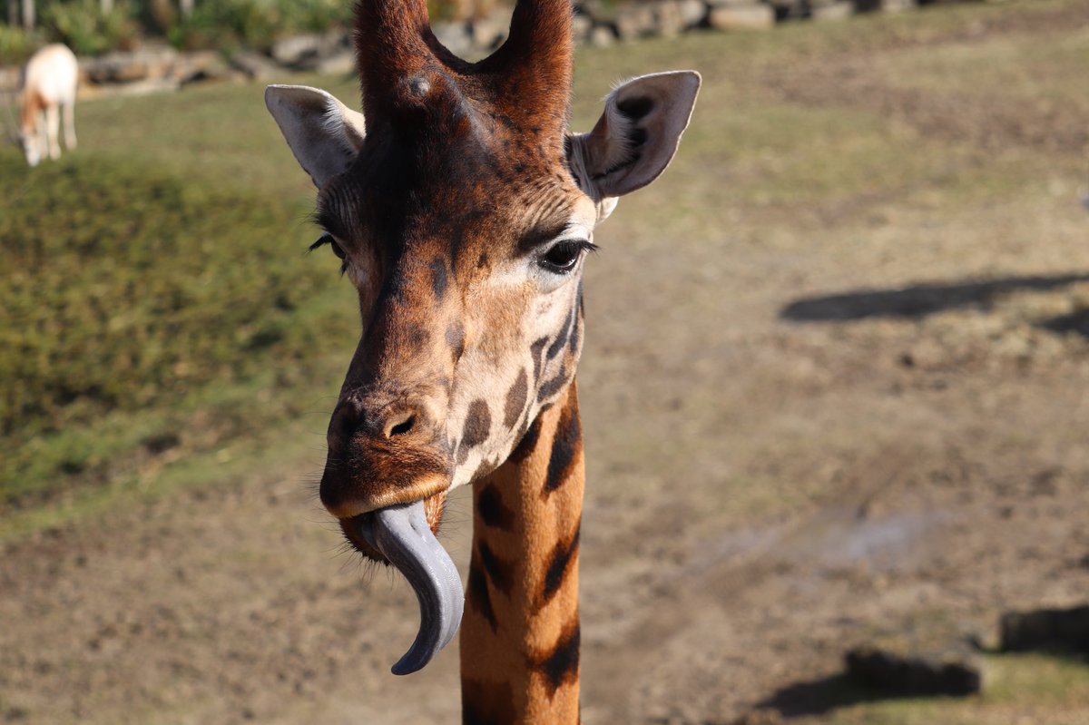EileenGarvey18's tweet photo. This day last week was enjoying a wander around @DublinZoo 🦒🐘🐅 https://t.co/El9SN7H2lI