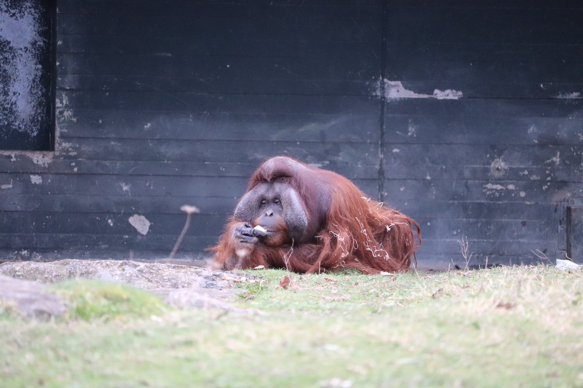EileenGarvey18's tweet photo. Today the mood is more like that of the Orangutan 🦧 https://t.co/4s34p0m2w8