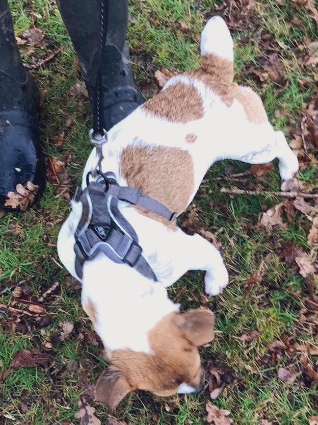 madcap_max's tweet photo. Frens, itβs Fox Poo Friday π¦π©π€£ for our littlest fursis! We showed her how you had to have a good roll around in it to get the skincare benefits for your fur! Forgot to mention the bath bit afterwards π€£π€ππ #dogsoftwitter #1stBath https://t.co/TzR25lZkQb