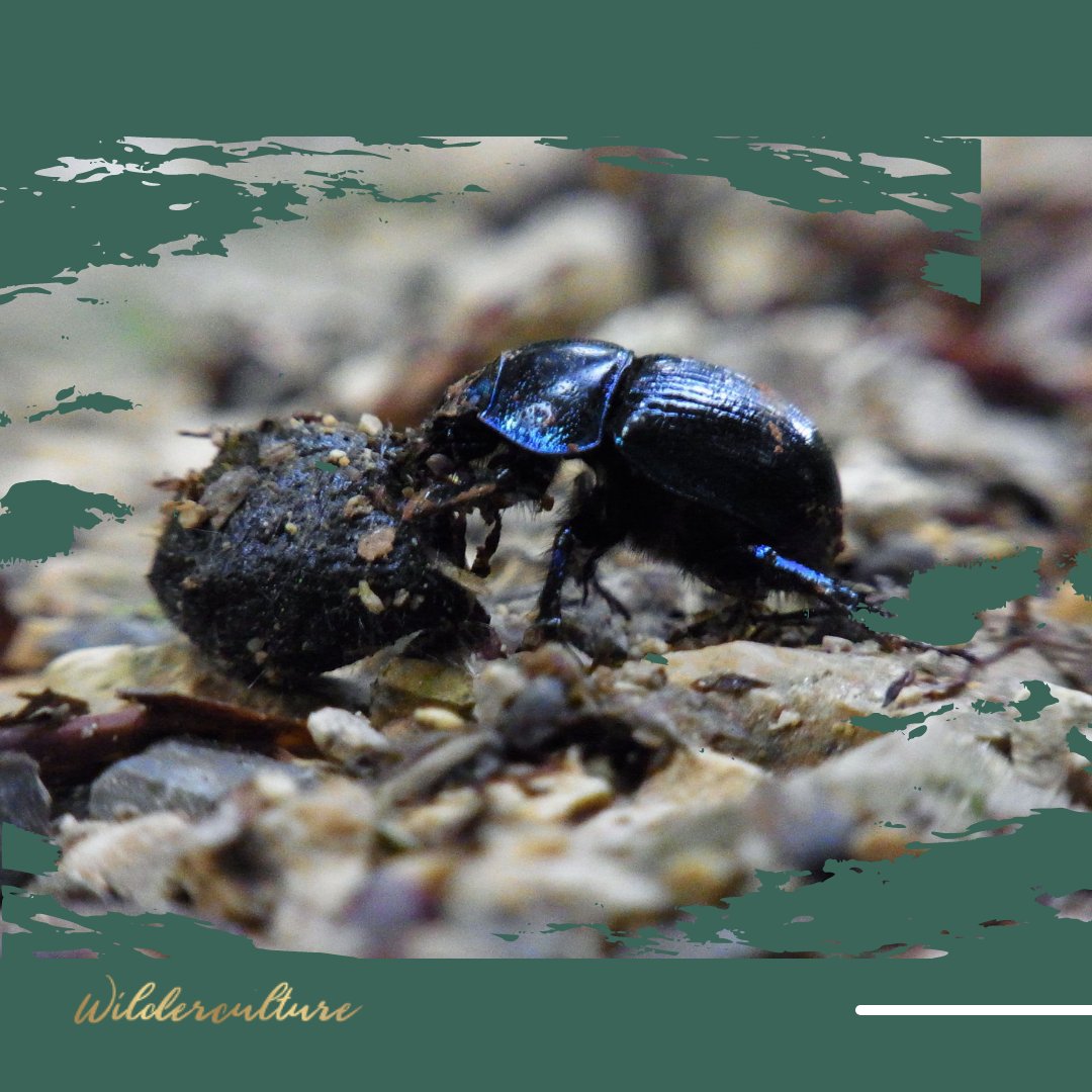 Holistic grazing management allows intestinal parasite life cycles to break naturally, negating the requirement for prophylactic medication (which make dung poisonous to soil life). This is one of the ways grazing animals are helping rewild the uplands.
ed.gr/dwp44