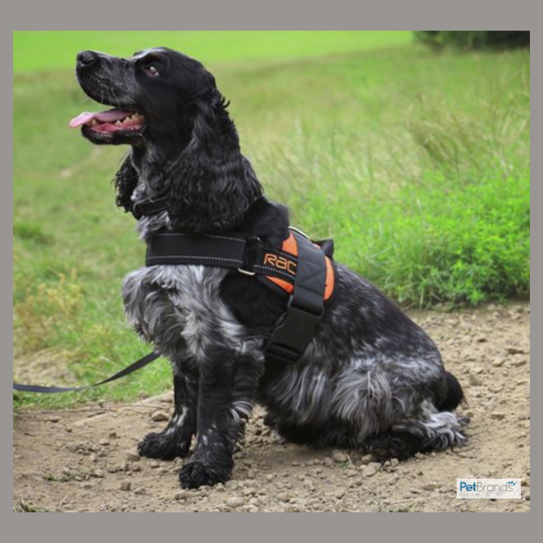As the weather starts to get warmer and the days get longer, make sure youre prepared for those active weekends and long walks!
The RAC Advanced Walking Harness has a comfortable design which helps to reduce strain and pull.

#RAC #PetBrands
