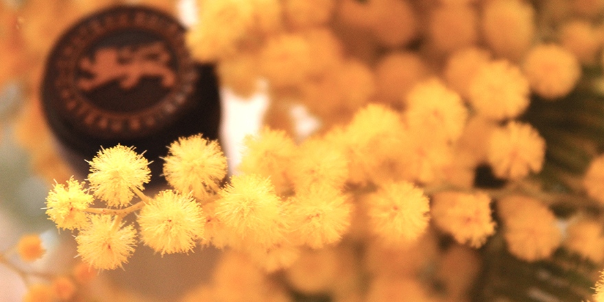 🌼 𝐋𝐞𝐬 𝐬𝐮𝐫𝐩𝐫𝐢𝐬𝐞𝐬 𝐝𝐞 𝐦𝐞̀𝐫𝐞 𝐧𝐚𝐭𝐮𝐫𝐞 🌼
Le soleil est à @ChâteauGuiraud, on accueille avec joie le retour de la jolie odeur du mimosa.
 
#ChâteauGuiraud #Nature #Printemps