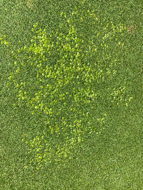 Talking_Turf's tweet image. #Casper #Herbicide to the rescue on broadleaf weeds.  
Safe on all grasses other than Buffalo.  
Don’t use on greens
More here &amp;gt;&amp;gt; talkingturf.co.za/product/instra…
