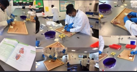 Health_Futures's tweet photo. Our year 12 Biologists were dissecting hearts this week in their lesson with Mrs Dhiman! https://t.co/KajunGw2a7