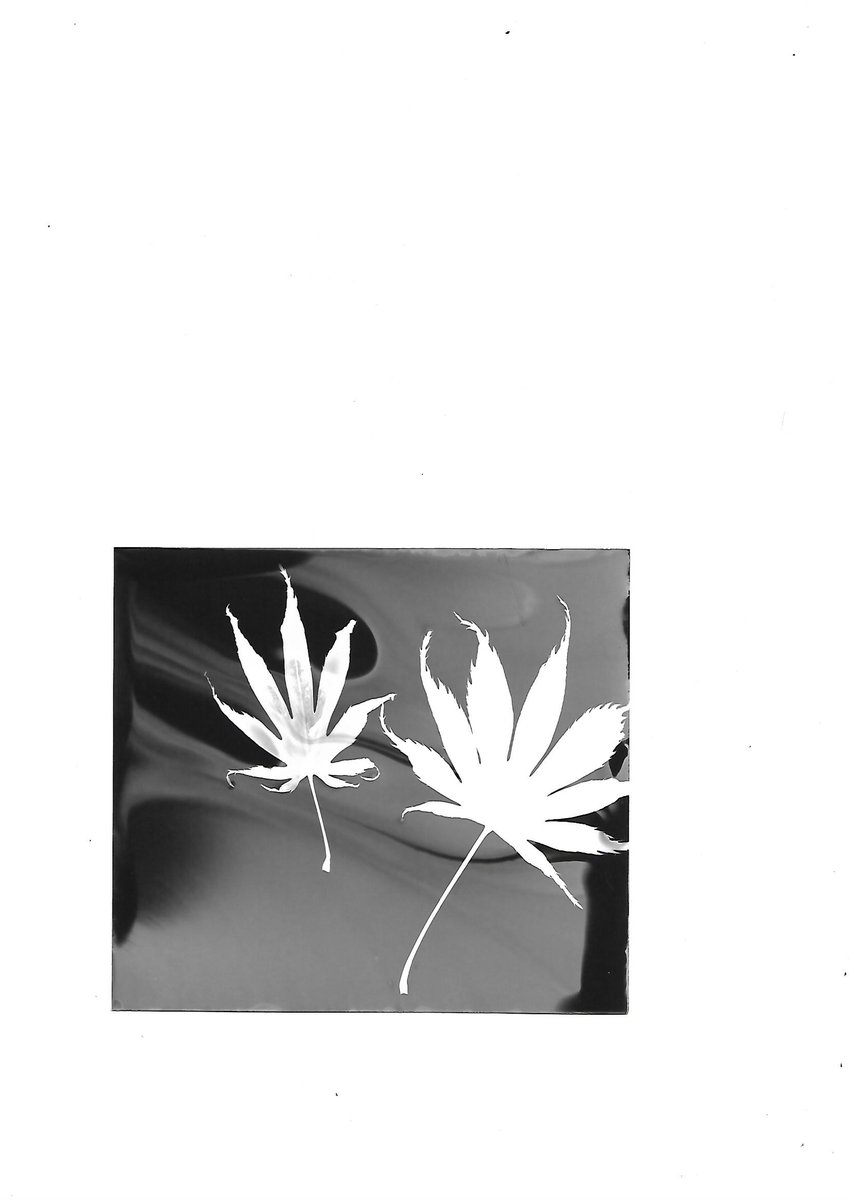 ComEdLewisham's tweet photo. Give Cameraless photography a go and create photograms using this versatile photographic printing technique. 

Experiment with a variety of materials including feathers, steel wool, light bulbs, a fern leaf, to create interesting images. 

26 March #SE23  https://t.co/oreQp86Lpo https://t.co/o7Ff3B1957