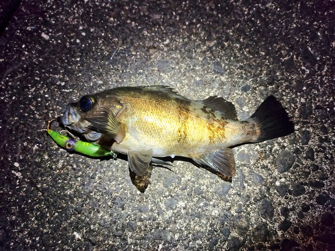 私は動物を

騙して拘束し

刺して絶命させ

持ち帰り隠蔽し

あまつさへ、

その死骸の首を落とし

内蔵を掻き出し骨を断ち

皮を剥いで切り刻み

バラバラにして喰らいました 