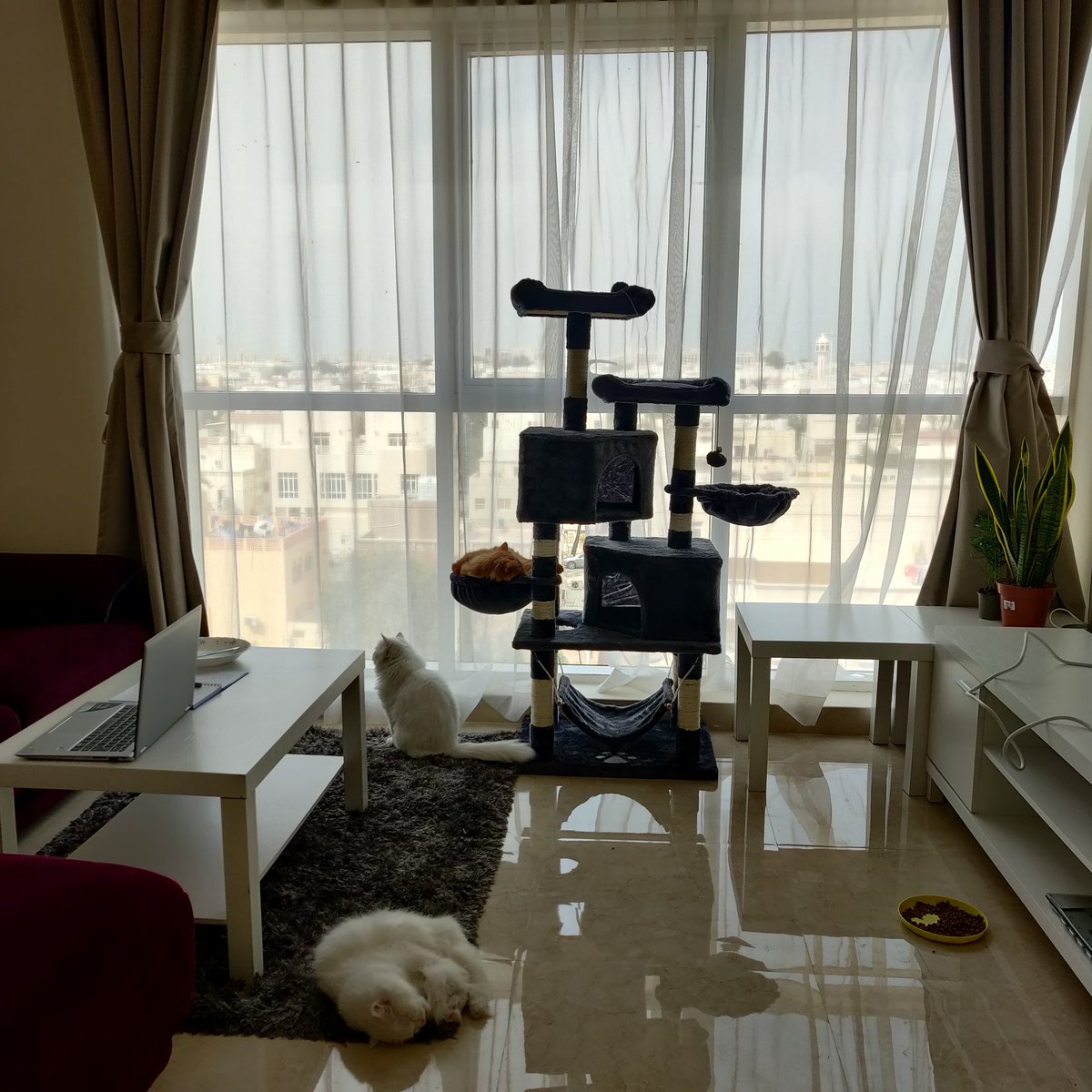CatCooperation's tweet photo. We have moved from 🇮🇳 to 🇦🇪 and we are settling in just fine. We love watching the little birdies from the window. We like it here in Abu Dhabi ❤️
#CatsOfTwitter #catsofindia #catsofuae https://t.co/scVvsXtln9