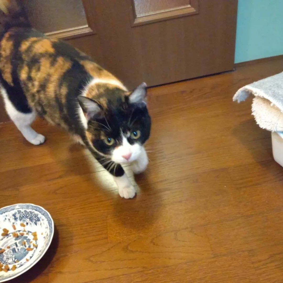 TawashiProject's tweet photo. 【新入りさんです🔰】

とある民家に 昨年の子猫の時から
ご飯をもらいに来ていた三毛さん

通常、元気な成猫の保護はしませんが
TNRをして外で生きるより
家猫になれる素質があると信じて引き受けました

和華ちゃん♀1歳くらい
猫エイズ・白血病 陰性
3種混合ワクチン済
近日避妊手術予定 https://t.co/vG1hggMkAa