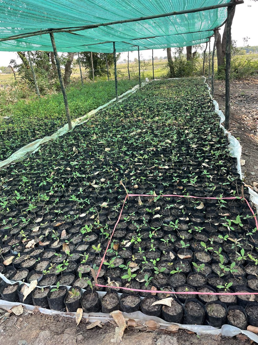 ACRundp's tweet photo. Over 100ha of flooded forests were rehabilitated in #SiemReap by the #ForestCarbonPartnershipFacility #FCPF @unredd @SwedeninKH They’re breeding grounds for fish &amp; contribute to food security in poor communities. #Biodigesters provided as energy alternative to wood @UNDPCambodia https://t.co/5kgF2oGf18