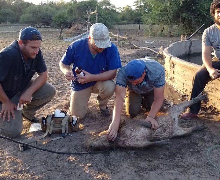#Solidaridad en la emergencia. Veterinarios del país en Corrientes, vinieron para colaborar con vacas, ovejas y tuvieron que asistir a yacare y tortugas.
