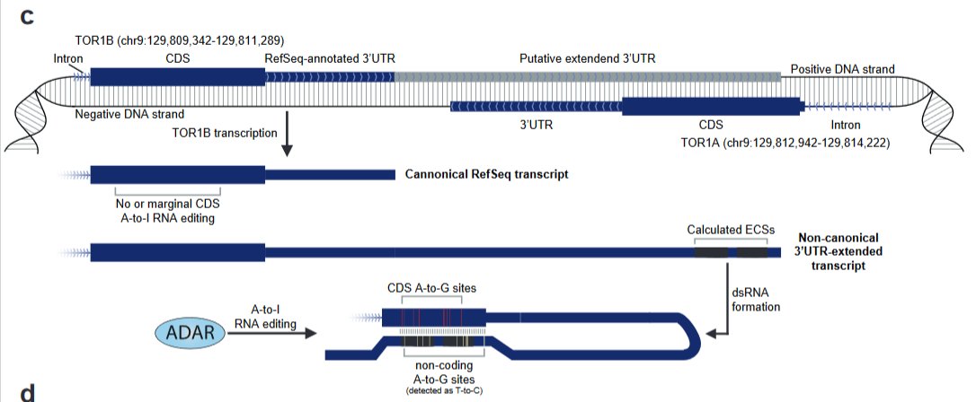 Super excited to share with you our latest paper about A-to-I  RNA editing across human tissues. nature.com/articles/s4146… Hopefully, this highly accurate and comprehensive atlas can facilitate understanding of recoding in human physiology and diseases.