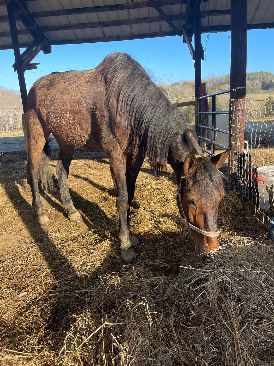 Tony Montana says thank you everyone that stepped up to save him 🥰🥰 Tony made his way to Freedom Valley Rescue in Tennessee. Thank you everyone for stepping up to save this boy 

#savedfromslaughter
#heartandhoovesrescue
#NoHorseLeftBehind
#righthorse