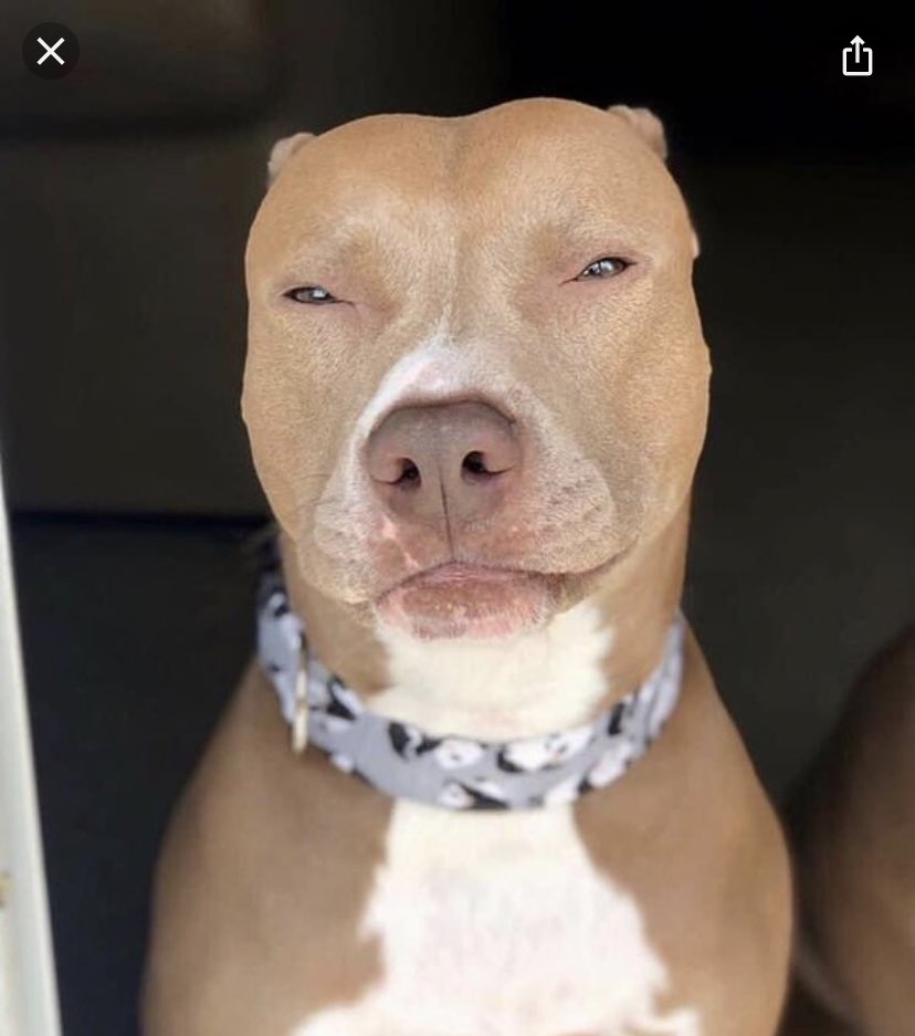 its_miriam's tweet image. No one:                                                          Shaina during the Love is Blind Reunion:                                                       #LoveIsBlind