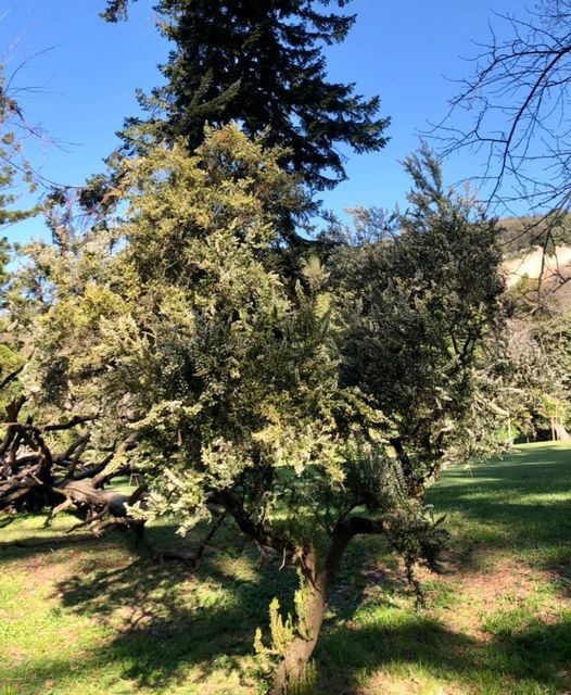 Reggia di Caserta tweet media