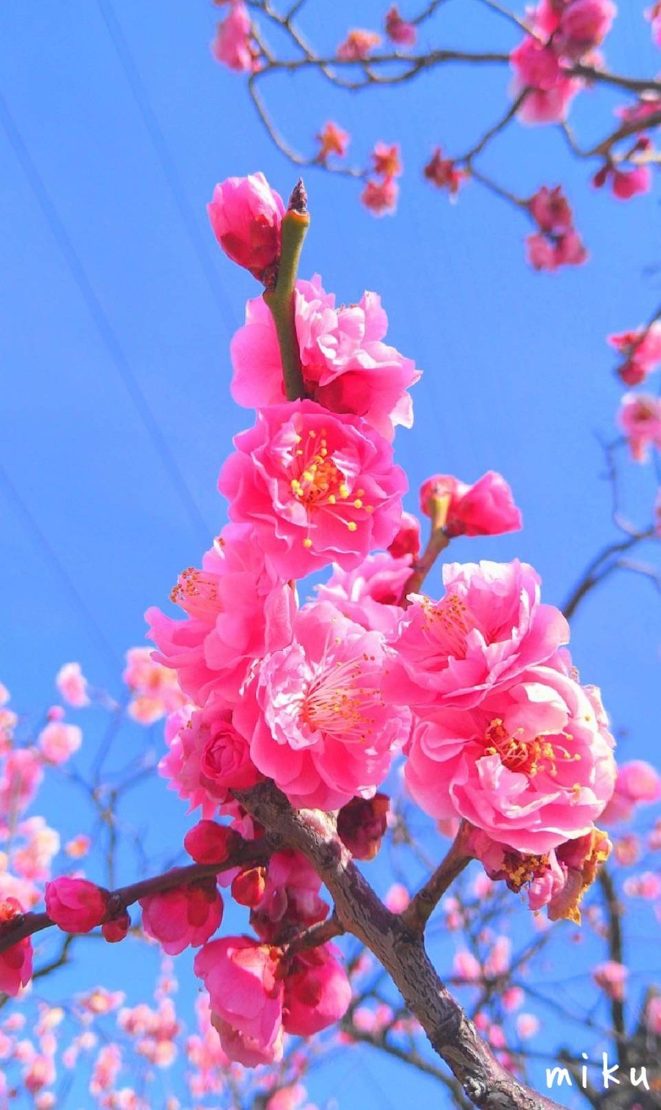 みく 𝑰 𝒎 𝑵𝒐 𝟏 𐤔 ঌ ໒ 今日もお疲れさまでした ᵕ 良き週末を なかなかリプお伺いできず すみません Sᴏʀʀʏ Photo 花 梅 Flowers 青空 Mysky 空がある風景 キリトリセカイ 空が好きな人と繋がりたい 写真