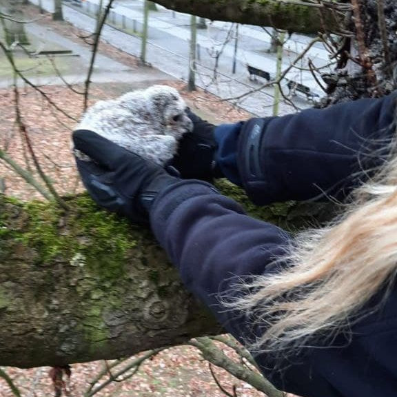 Eule wird auf einen Ast gesetzt