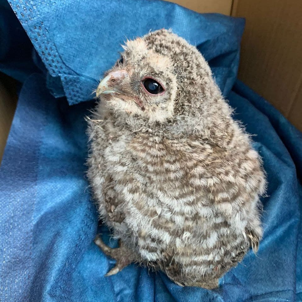 Eulenküken in einem Karton