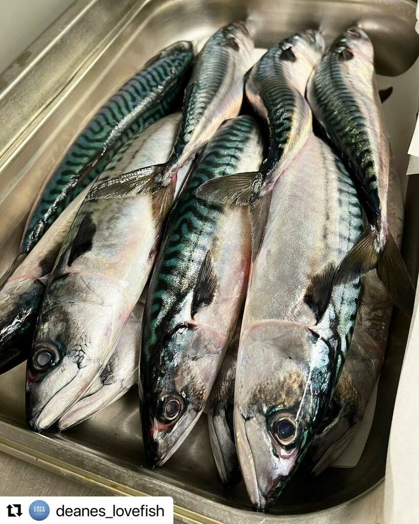 Wonderful fresh mackerel about to hit the specials menu on ❤️ Fish Friday @deanes_lovefish @edvardolechnovic @henrispol #Repost @deanes_lovefish with <a href="/make_repost/">Repost for Instagram</a>
・・・
Some beautiful, fresh mackerel delivered for today’s specials 🎣

#freshfish #catcho… instagr.am/p/CarhPhvg5p2/