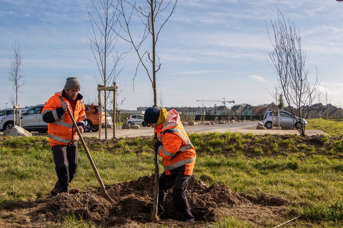 VilleCherbourg's tweet photo. 🌳 Un écrin de verdure en bord de mer !
Poursuite du plan de végétalisation de #CherbourgEnCotentin : 134 arbres et 114 arbustes plantés par les agents municipaux sur le parking de la plage de #Querqueville et alentours pour optimiser le stationnement et inviter à la détente ☺️ https://t.co/Il4Um0CukE