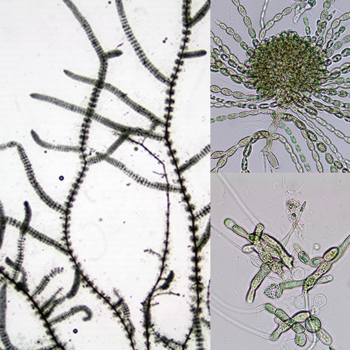 morgan vis tweet media