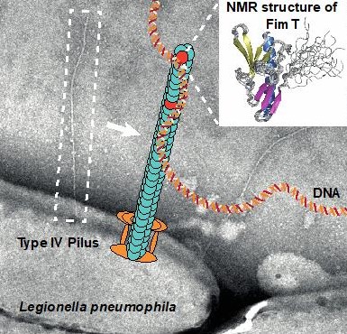 FimT is a novel DNA receptor. A study by the <a href="/M_Hospenthal/">Manuela Hospenthal</a> group in collaboration with the Gossert (ETH) and <a href="/DrFranShort/">Francesca Short</a> (Monash, Australia) groups shows how FimT’s ability to bind DNA is crucial for bacterial natural transformation. More: biol.ethz.ch/en/news-and-ev…