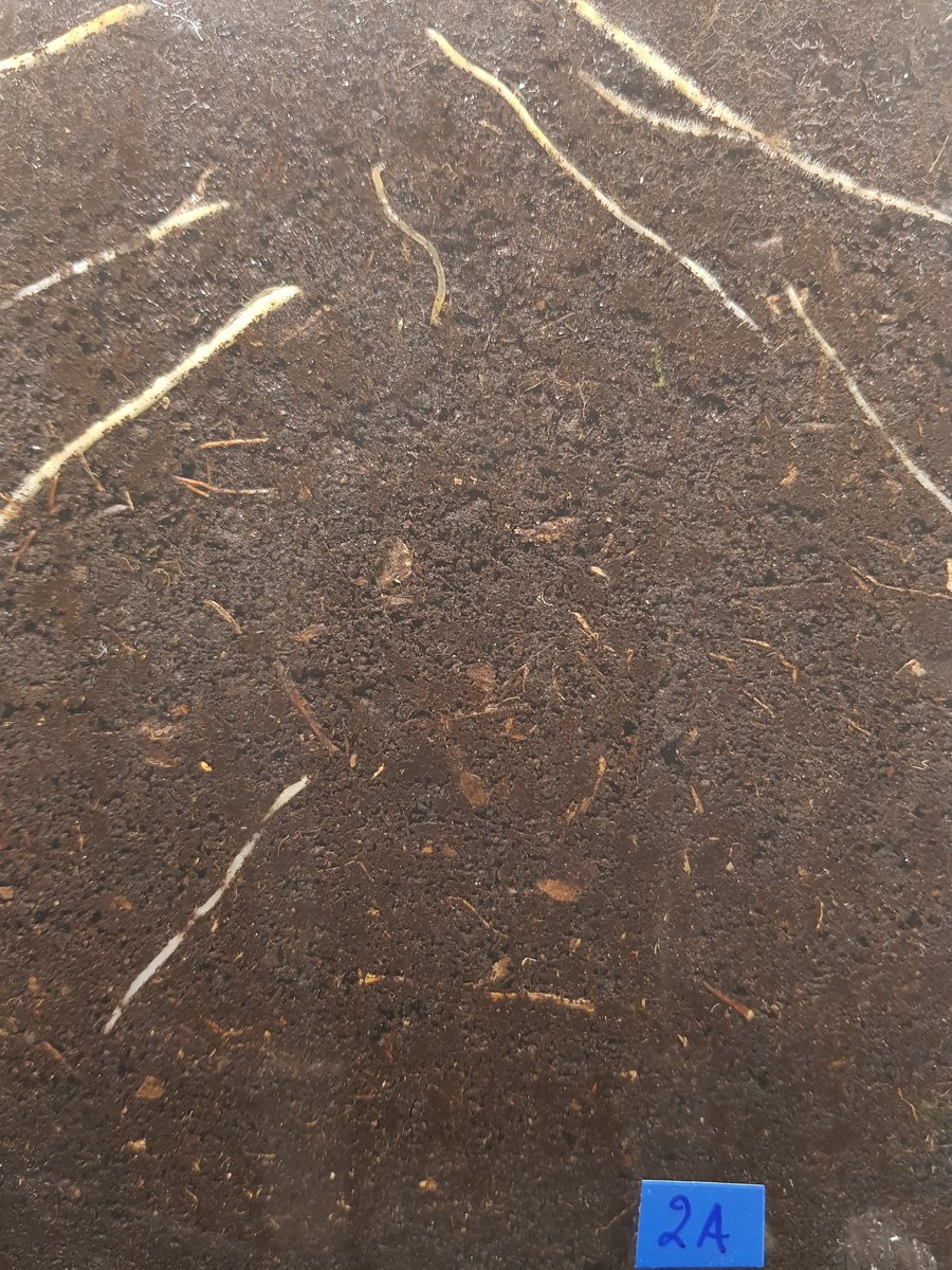 Marili Sell (@marilisell) on Twitter photo Me trying to scare out roots to get this experiment going! 👻
Oh look, it worked 😆
Also the s-shaped thingy in the middle of roots is not a root - sorry I scared you, buddy 😅
<a href="/unitartu/">University of Tartu</a> with <a href="/IvikaOstonen/">Ivika Ostonen</a>
#root #ecology #rhizosphere Me trying to scare out roots to get this experiment going! 👻
Oh look, it worked 😆
Also the s-shaped thingy in the middle of roots is not a root - sorry I scared you, buddy 😅
<a href="/unitartu/">University of Tartu</a> with <a href="/IvikaOstonen/">Ivika Ostonen</a>
#root #ecology #rhizosphere
