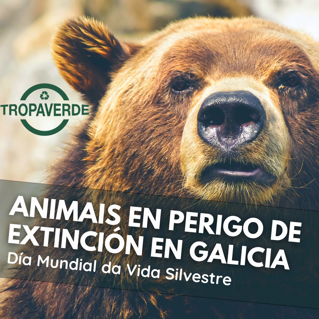 tropaverdeSCQ's tweet photo. 🐻Coñeces os animais en perigo de extinción en Galicia? 
Para celebrar o Día da Vida Silvestre, mostrámosvos como podemos axudar a coidar dos entornos e de quen nesles vive.

+info:https://t.co/vc76DolpLv https://t.co/6z0dfFaGdb