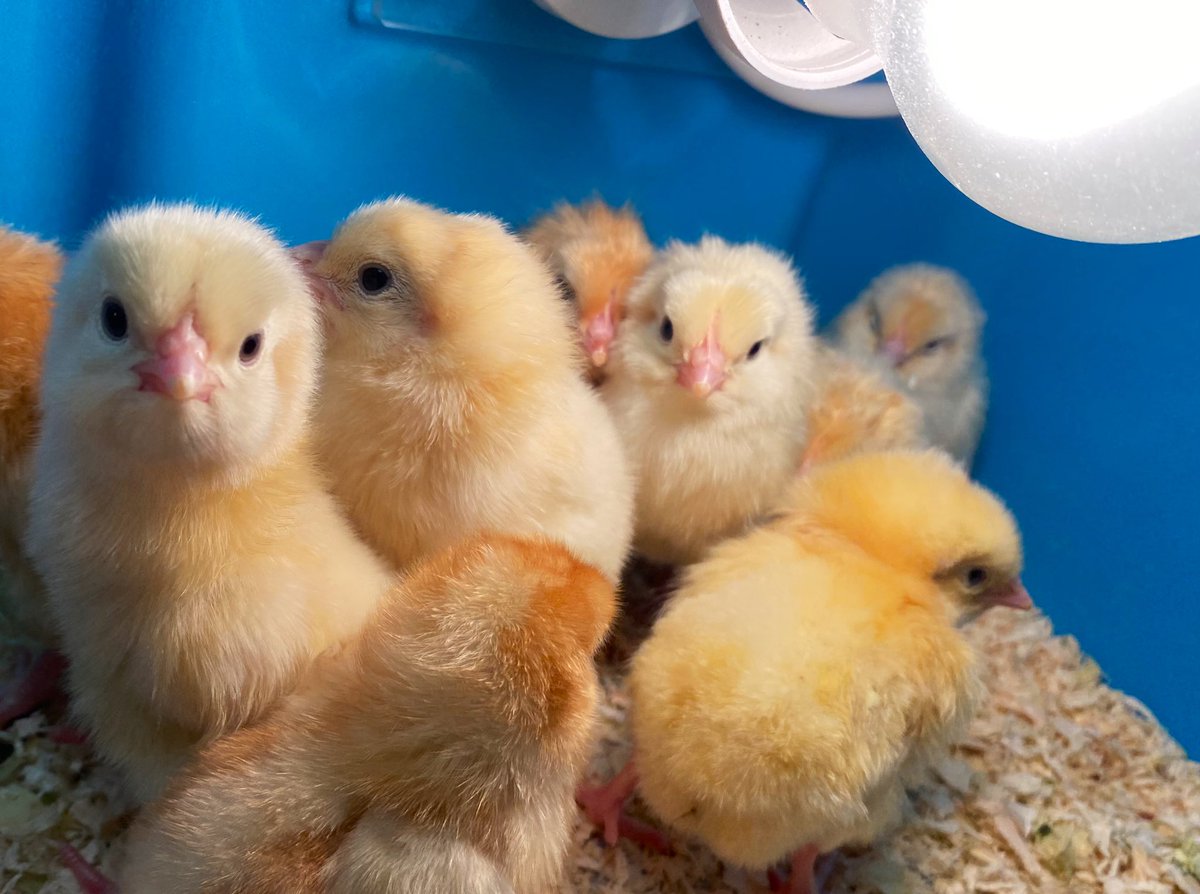 MissKingTindal's tweet photo. π£ All ten of our eggs have hatched @arktindal! π£
Weβve been writing our thank you letters to the Little Red Hen for such a lovely surprise! π
@Talk4Writing @Livingeggs
#TeamTindal #eyfs #spring #hookforlearning https://t.co/lo23mpfcEV