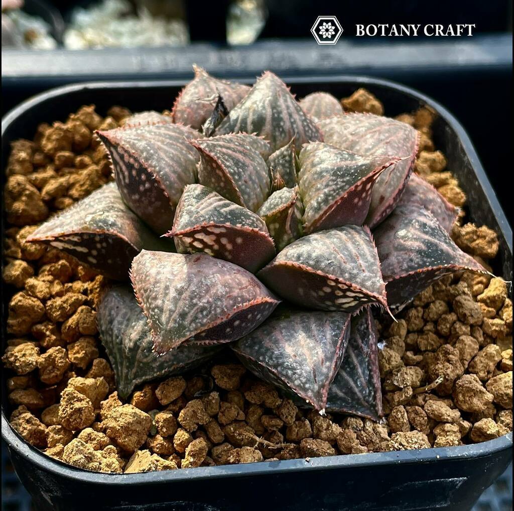 ハオルチア 狼牙 Yahoo!オークション - （≧∇≦）多肉植物 ハオルチア 狼牙