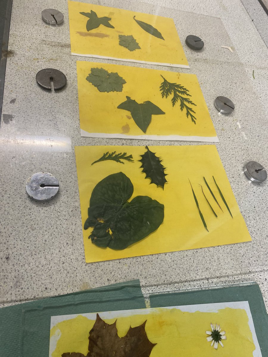 HolyroodScience's tweet photo. Science club were investigating how to use UV-reactive curcumin extracted from turmeric to create anthotype prints 🌱🌿☀️ #TECHOGNITION #technicianled #stem #anthotype #scienceclub #technicianledscience https://t.co/JTIUQY9bQA