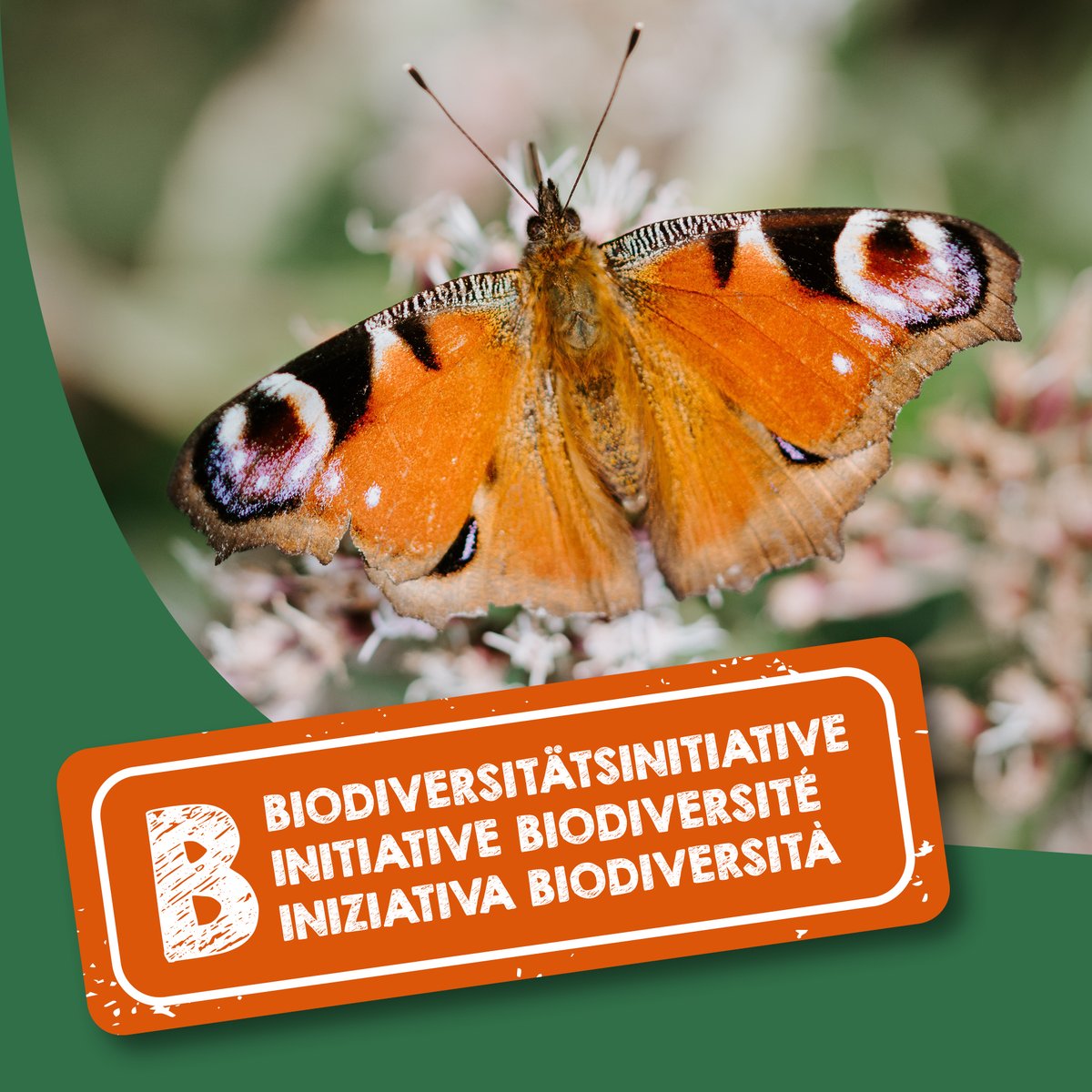 biodivInit's tweet photo. ⚠️ Gegenvorschlag des Bundesrates zur Biodiversitätsinitiative veröffentlicht: Eine unzureichende Antwort auf die akute Biodiversitätskrise und den Verlust von Landschaft und Baukultur. #Biodiversitätsinitiative 

Mehr dazu: https://t.co/sQgKwDk9jj https://t.co/3rJZpdW0Hj