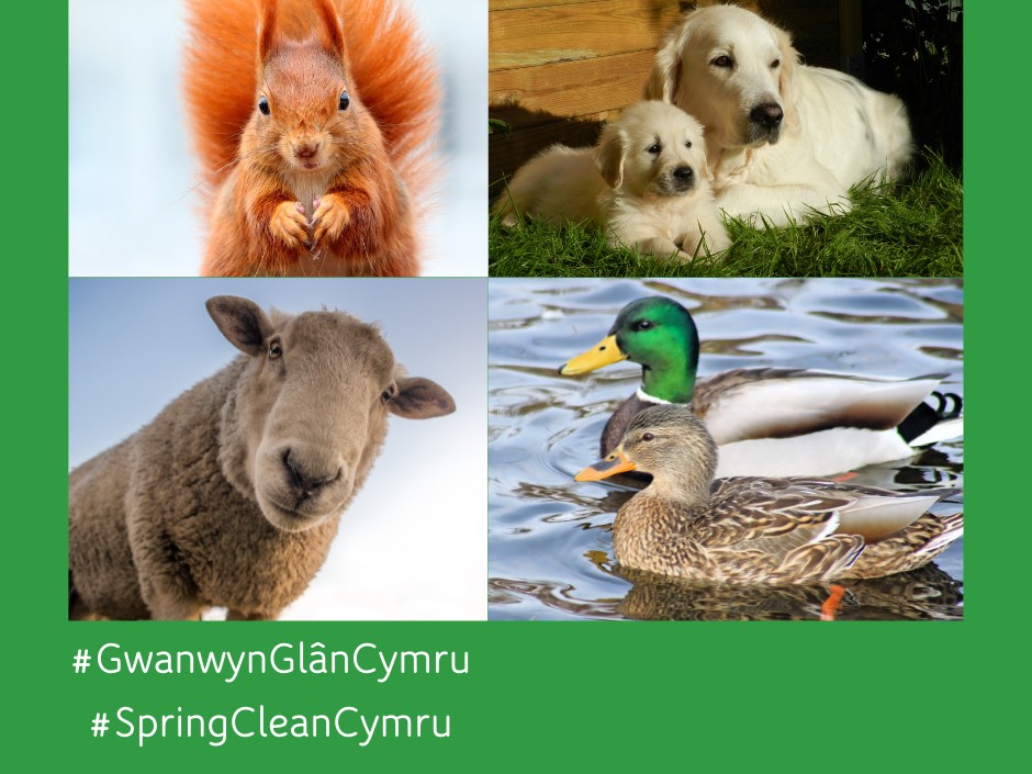 Yn y pum mlynedd diwethaf mae 1,012 o ddigwyddiadau wedi cael eu hadrodd i RSPCA Cymru yng Nghymru yn ymwneud ag anifeiliaid wedi ei effeithio gan sbwriel.

Codwch bag fel rhan o #GwanwynGlânCymru a helpwch ni i warchod ein bywyd gwyllt lleol.

bit.ly/3oDXstD