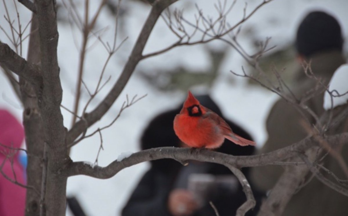 NYCRobyn's tweet photo. Happy #nationaldayofunplugging #getoutside #takeawalk listen to the sounds of nature. For me no better place to do this, is in mybackyard @CentralParkNYC @My_Cen_ParkNYC #supportyourpark https://t.co/2JwaV13R71