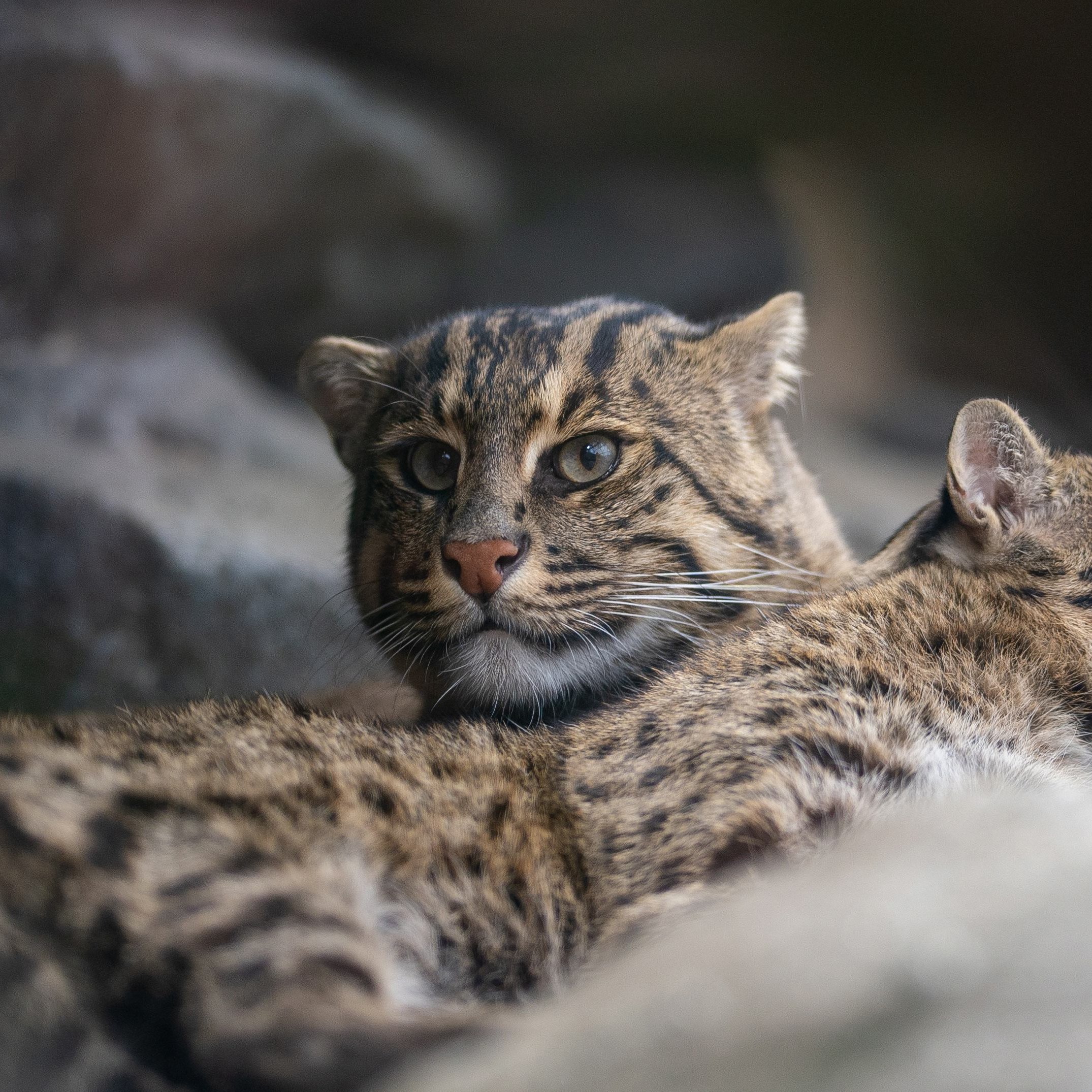 تويتر Uber Tiger トラネコとライオンネコ على تويتر サニーとパール おめでとうございます 鳥羽水族館 スナドリネコ T Co Z29szlvgu6